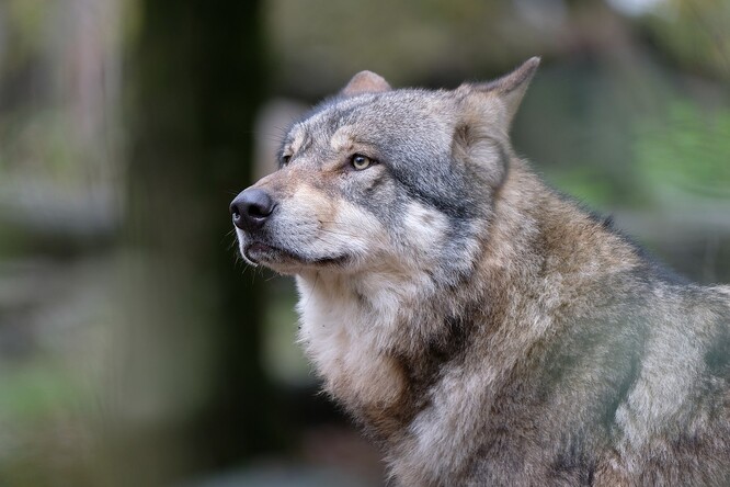 Ilustrační snímek vlka obecného.