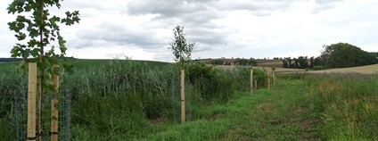Výsadba u Lovčického potoka. Foto: Lesy ČR