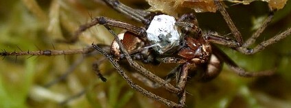 Allan Lau/Aarhuská univerzita