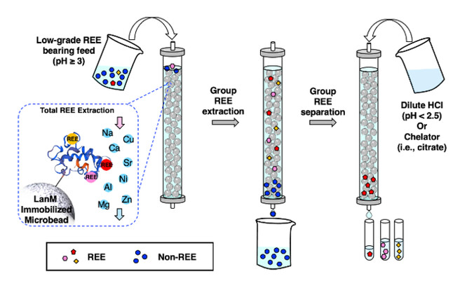Nekvalitní zdroje prvků vzácných zemin (REE), například z průmyslového odpadu, obvykle obsahují mnoho prvků vzácných zemin a dalších kovů smíchaných dohromady. Nová metoda extrakce a separace se opírá o protein zvaný lanmodulin (LanM), který se nejprve váže na všechny prvky vzácných zemin ve zdroji. Poté jsou ostatní kovy odčerpány a odstraněny. Změnou podmínek ve vzorku, například změnou kyselosti nebo přidáním složek zvaných chelátory, se jednotlivé typy prvků vzácných zemin uvolní a lze je odebrat. I v případě, že vzorek obsahuje velmi nízké množství prvků vzácných zemin, tento nový postup úspěšně extrahuje a separuje těžké prvky vzácných zemin s vysokou čistotou.