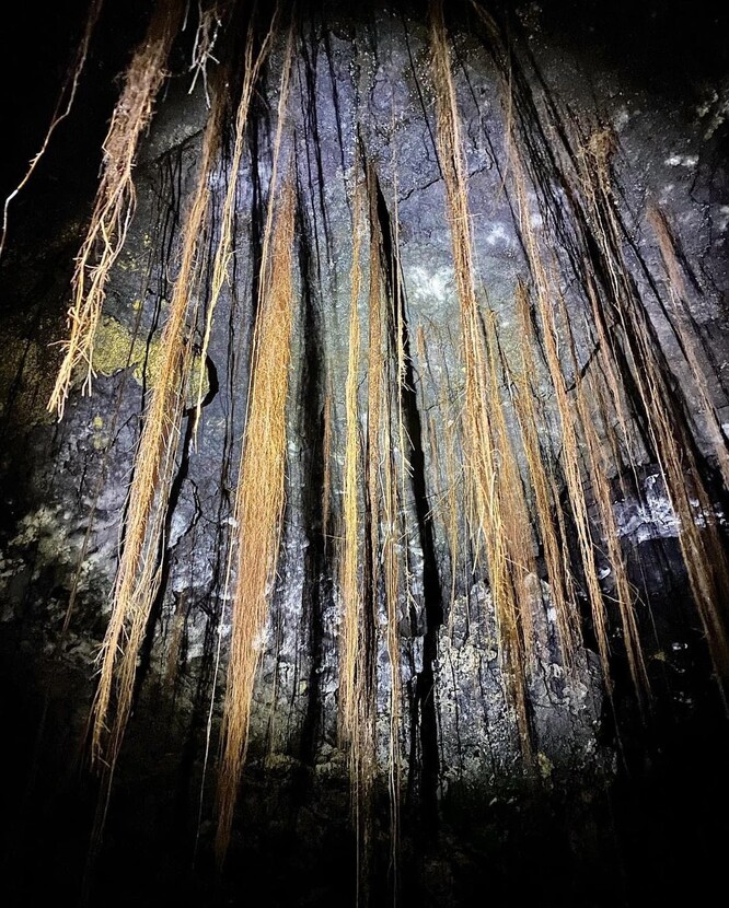 Ze stropu visící kořeny stromů.
