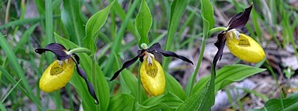 Orchidej střevíčník pantoflíček Foto: Lucie Benešová AOPK ČR