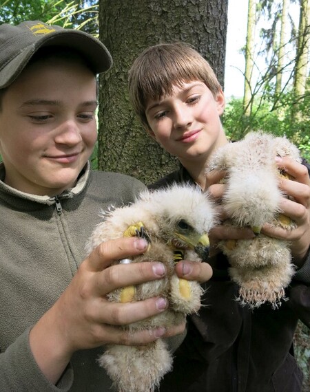 Naše skupina letos okroužkovala a označila 14 mláďat luňáka červeného a 2 mláďata luňáka hnědého