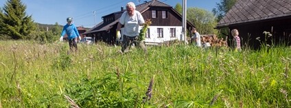 Likvidování lupiny na Šumavě Foto: Štěpán Rosenkranz NP Šumava
