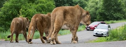 foto:  Lukáš Pavlačík / ZOO Dvůr Králové