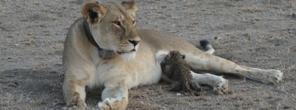 Foto: Joop Van Der Linde / Ndutu Lodge