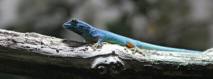 Gekon modrý Foto: Corinne Benavides Flickr