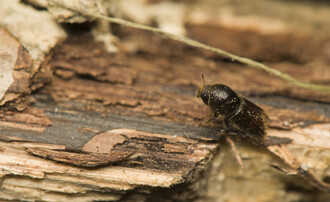 Kůrovec, zlatý brouček.