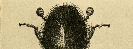 Bureau of Entomology Pierce, William Dwight / Flickr.com