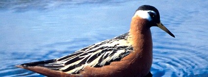 foto: Tim Bowman / Wikimedia Commons