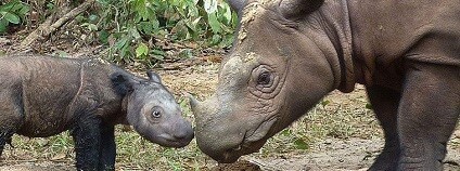 foto:  Susie Ellis / IRF