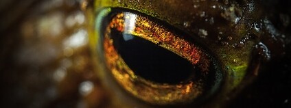 foto: ekamelev / Pixabay