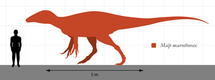 Maip macrothorax Foto: SlvrHwk Wikimeda Commons