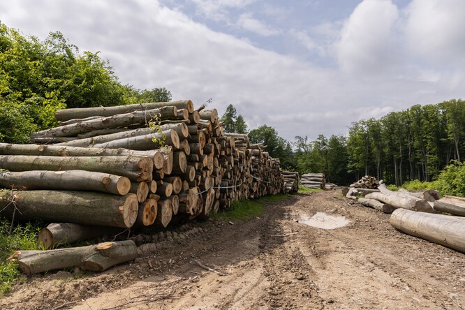 Podle Greenpeace jsou lesy v Česku nedostatečně chráněné. Aktivisté požadují, aby Česko zamezilo kácení lesních porostů starších 120 let.