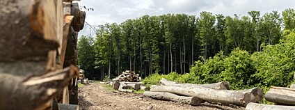 Foto: Majda Slámová / Greenpeace