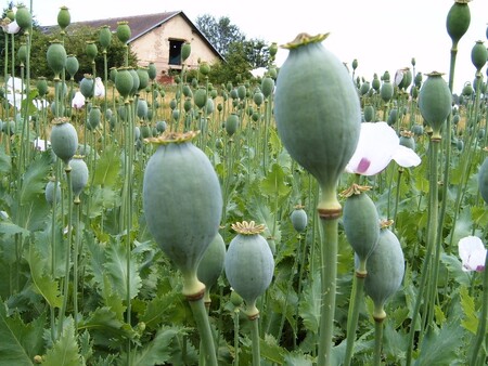 Nově vyšlechtěné genotypy máku by měly být odolnější