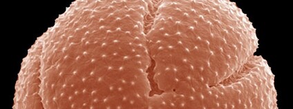 Pylové zrno máku Foto: David Honys AV ČR