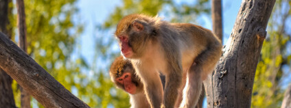 Makak červenolící Foto: s74 Shutterstock