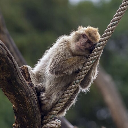 Makakové bezocasí, kteří žijí v Maroku, Alžírsku či na Gibraltaru, podle expertů nejsou nebezpeční, naopak se vyznačují spíše plachostí.