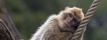 Makak bezocasý Foto: Ouwesok Flickr