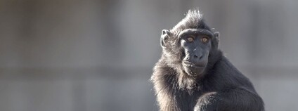 Makak chocholatý Foto: Martinus Scriblerus Flickr