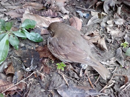 Malátný drozd zpěvný v roce 2018.