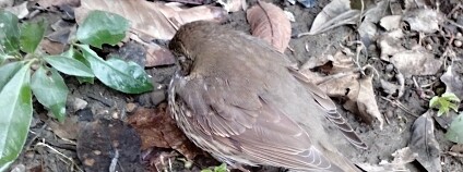 Foto: Karel Zvářal