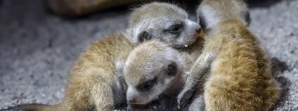 Malé surikaty v pražské zoo Foto: Petr Hamerník Zoo Praha