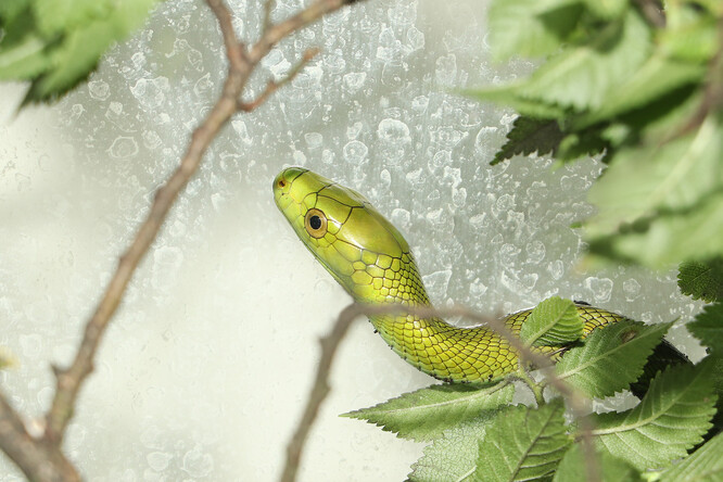 Mláďata chovatelé kvůli velké plachosti zpočátku umístí v zázemí expozice.