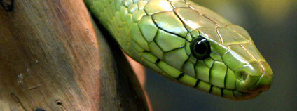 Foto: Patrick Coin Wikimedia Commons