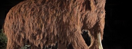 Návštěvníci bratislavského Přírodovědného muzea si kromě známých savců, jako například mamuta, nosorožce srstnatého či medvěda jeskynního, budou moci prohlédnout i méně známá zvířata.