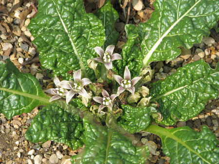 Mandragora lékařská