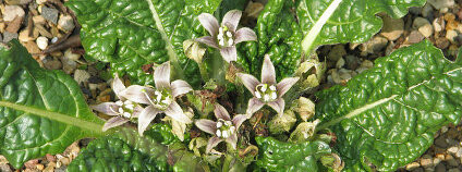 Mandragora lékařská Foto: peganum / Flickr.com