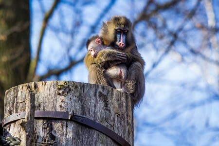 Skupina ostravských mandrilů má sedm členů, přičemž nejmladšímu jsou necelé dva měsíce