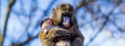 Mandrilove Foto: Pavel Vlček / Zoo Ostrava