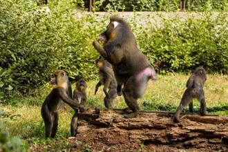 Loni skupina získala podstatně lepší zázemí, když se přestěhovala do Pavilonu evoluce, který je největší stavbou v historii zahrady