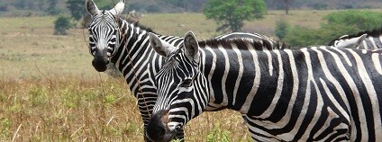 Zebra bezhřívá Foto: Mark Jordahl commons.wikimedia.org