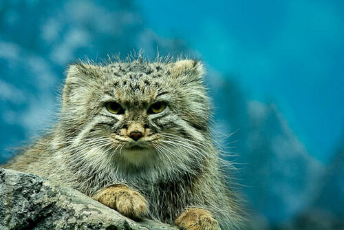 Manul