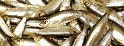 Ryby. Foto: joost-ijmuiden / flickr.com