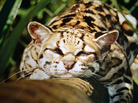 Margay neboli ocelot dlouhoocasý je menší kočkovitá šelma, jen o něco větší než kočka domácí. Dorůstá délky až 80 centimetrů a váží od tří do devíti kilogramů. Má krátkou hladkou srst, vyznačuje se krásným zbarvením a vzorem srsti. Žije v tropických lesích a křovinatých oblastech od Mexika po Jižní Ameriku.