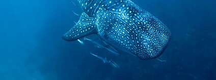 foto: Wayne Osborn University of Iceland / english.hi.is