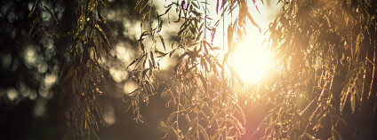 Foto: Marnee Wohlfert / Unsplash