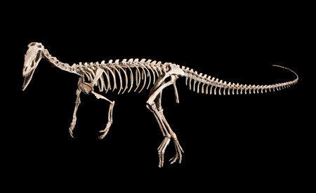 Prapředek mohutných predátorů vážil jen kolem pěti až sedmi kilogramů.