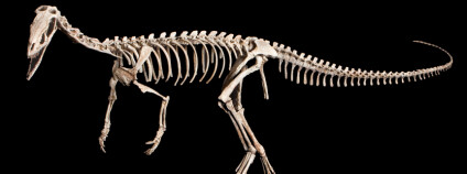 Nově popsaný druh. Mike Hettwer/Science Magazine