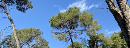 Masarykův les v Izaeli Foto: Masarykova univerzita v Brně