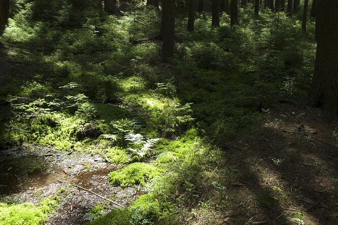 Rašeliniště v přírodní rezervaci Maštale