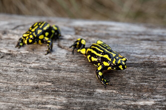 Dvojice paropuch corroboree.