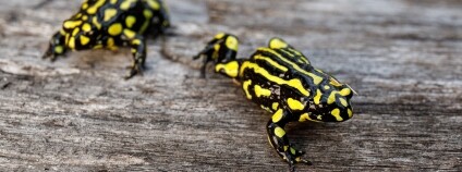 Foto: Miroslav Bobek / Zoo Praha