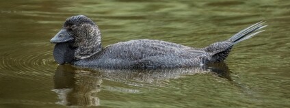 Foto: Miroslav Bobek / Zoo Praha