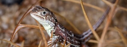 Foto: Miroslav Bobek / Zoo Praha